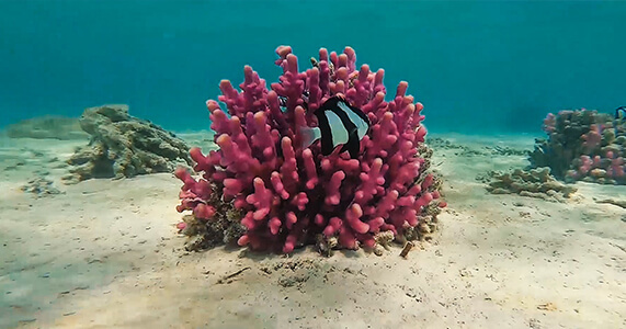 Rafa Koralowa, Soma Bay, Egipt